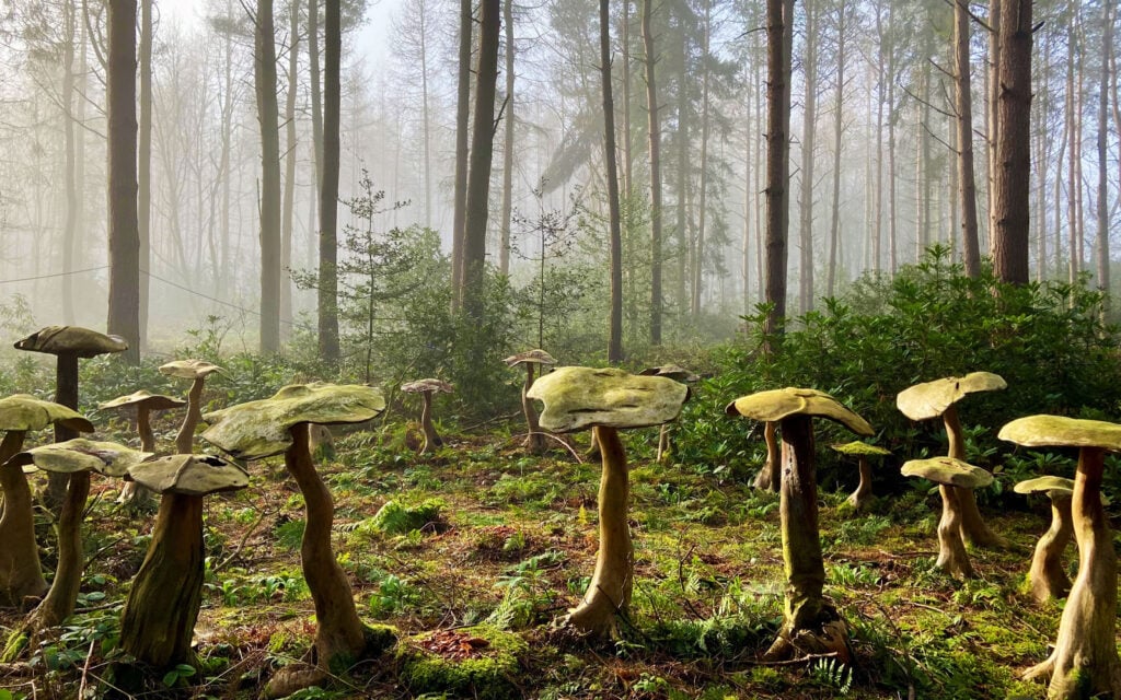 Woodland mushrooms creating a magical scene at The Dreamery Hideaway